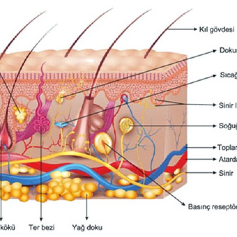 Burn Wounds and Effective Treatment Methods