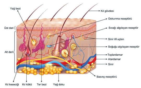 Burn Wounds and Effective Treatment Methods